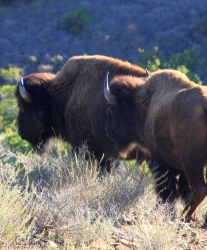 A majestic bison roaming freely on Catalina Island